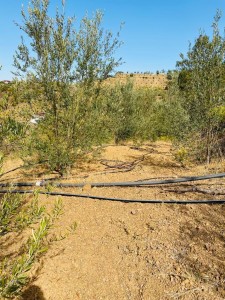 Alanya Çamlıca'da Satılık Tarla